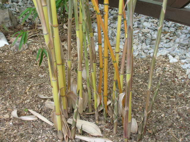 http://bambusy.info/img/uploaded/Phyllostachys-aureosulcata-aureocaulis-tulacek-01.JPG