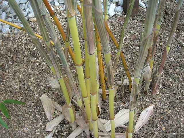 http://bambusy.info/img/uploaded/Phyllostachys-aureosulcata-aureocaulis-tulacek-02.JPG