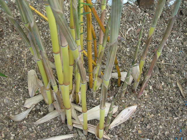 http://bambusy.info/img/uploaded/Phyllostachys-aureosulcata-aureocaulis-tulacek-03.JPG