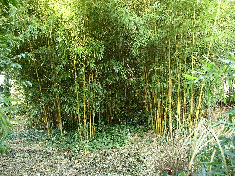 http://bambusy.info/img/uploaded/Phyllostachys-aureosulcata-spectabilis-05.jpg