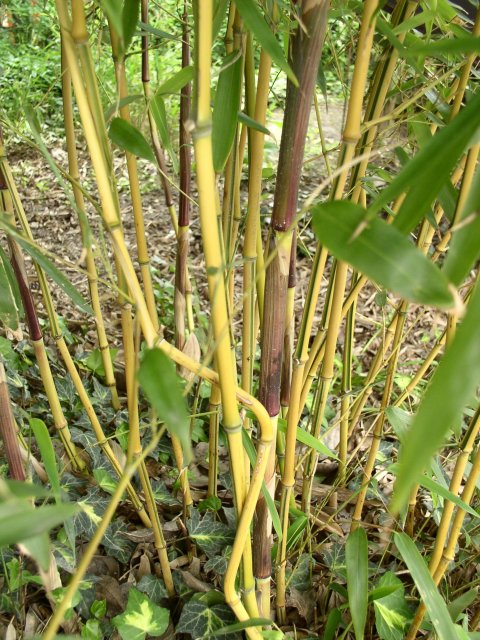 http://bambusy.info/img/uploaded/Phyllostachys-aureosulcata-spectabilis-06.jpg