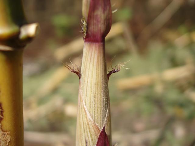 http://bambusy.info/img/uploaded/Phyllostachys-aureosulcata-spectabilis-peter-01.jpg