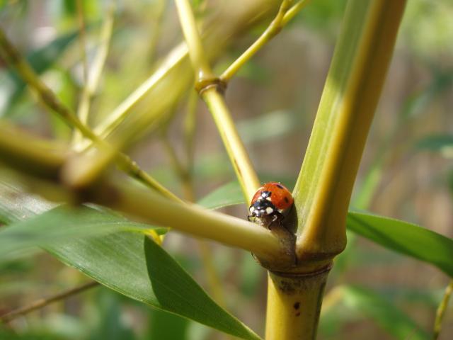 http://bambusy.info/img/uploaded/Phyllostachys-aureosulcata-spectabilis-peter-02.jpg