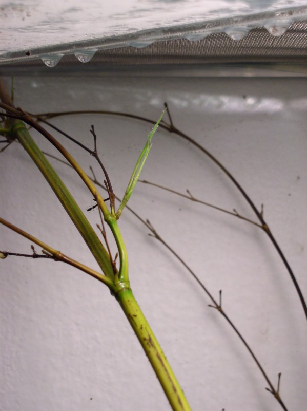 http://bambusy.info/img/uploaded/Phyllostachys-aureosulcata-spectabilis-rizek-02.jpg