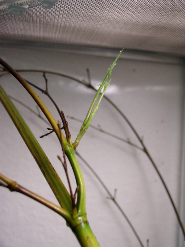 http://bambusy.info/img/uploaded/Phyllostachys-aureosulcata-spectabilis-rizek-03.jpg
