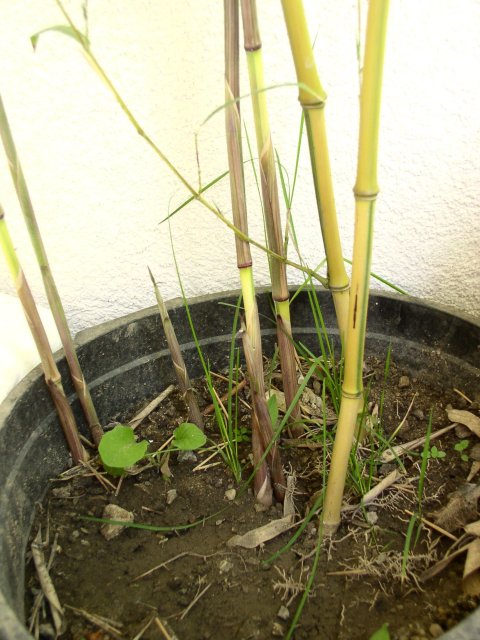 http://bambusy.info/img/uploaded/Phyllostachys-aureosulcata-spectabilis-shoot-01.jpg