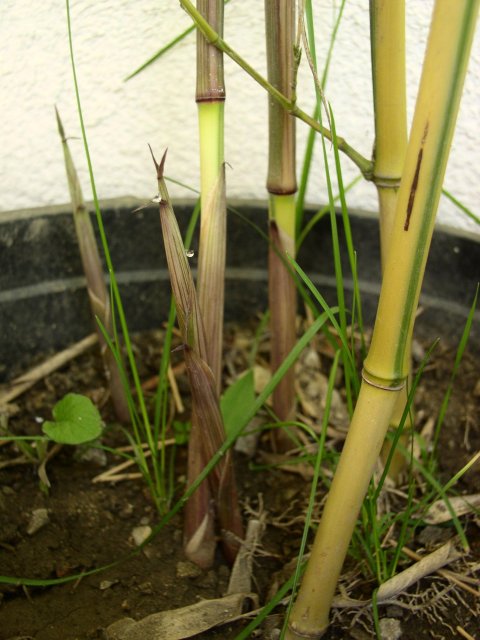 http://bambusy.info/img/uploaded/Phyllostachys-aureosulcata-spectabilis-shoot-02.jpg