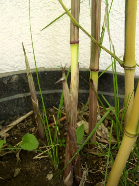 http://bambusy.info/img/uploaded/Phyllostachys-aureosulcata-spectabilis-shoot-04.jpg
