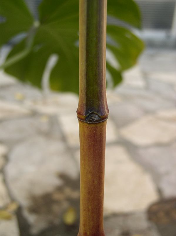 http://bambusy.info/img/uploaded/Phyllostachys-bambusoides-Castillonis-cervena-na-podzim-01.jpg