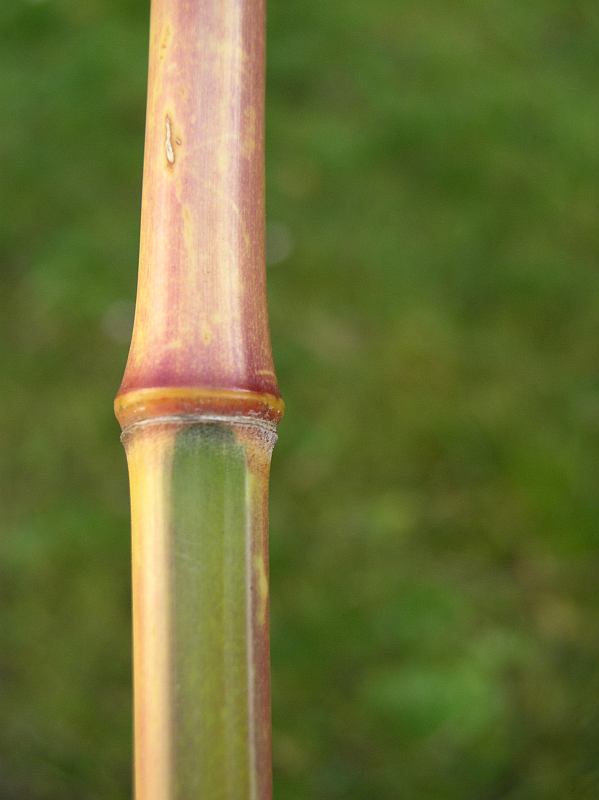 http://bambusy.info/img/uploaded/Phyllostachys-bambusoides-Castillonis-cervena-na-podzim-02.jpg