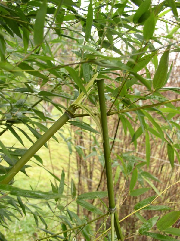 http://bambusy.info/img/uploaded/Phyllostachys-bissetii-unor-2007.jpg