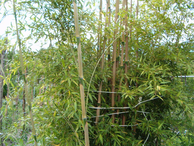 http://bambusy.info/img/uploaded/Phyllostachys-nigra-Boryana-Betyar.jpg