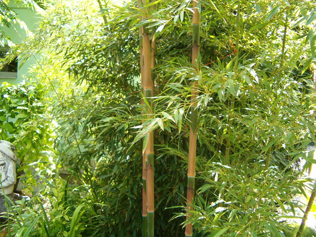 http://bambusy.info/img/uploaded/Phyllostachys-nigra-henonis-Betyar-01.jpg