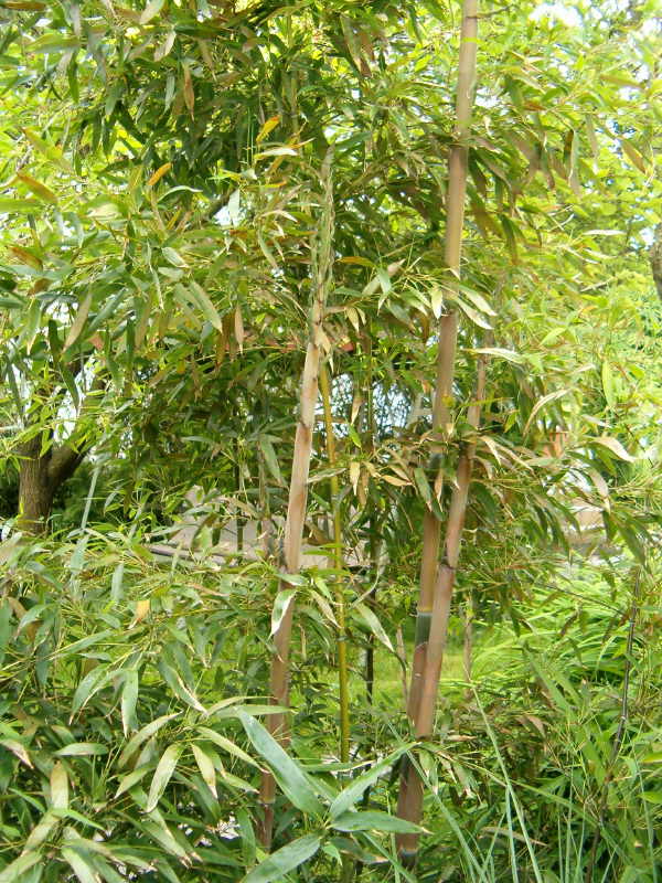 http://bambusy.info/img/uploaded/Phyllostachys-nigra-henonis-betyar-01.JPG