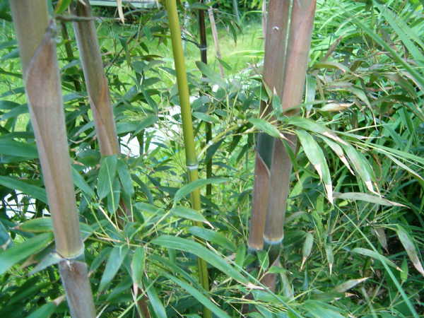 http://bambusy.info/img/uploaded/Phyllostachys-nigra-henonis-betyar-03.JPG