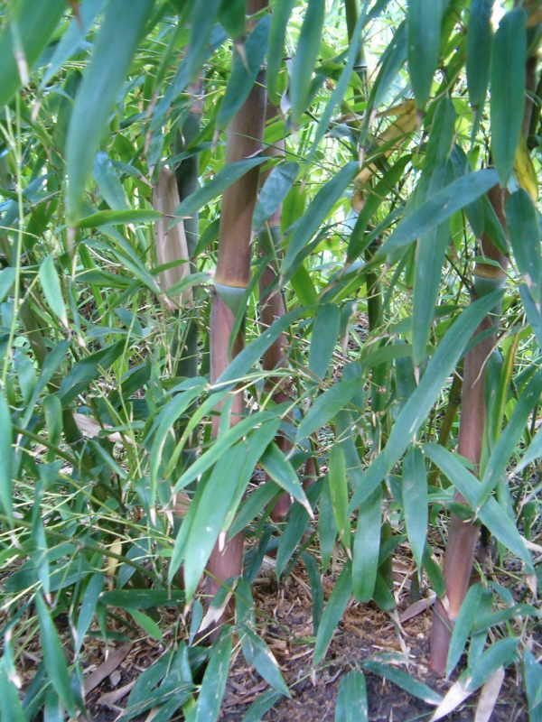 http://bambusy.info/img/uploaded/Phyllostachys-nigra-henonis-betyar-04.JPG