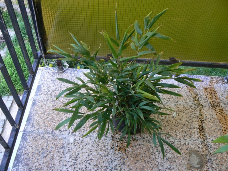 http://bambusy.info/img/uploaded/Phyllostachys-nigra-henonis-pepe-01.jpg