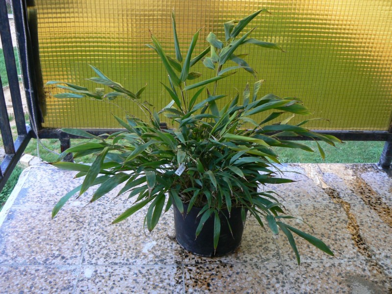http://bambusy.info/img/uploaded/Phyllostachys-nigra-henonis-pepe-02.jpg