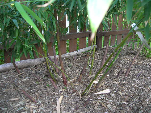 http://bambusy.info/img/uploaded/Phyllostachys-parvifolia-tulacek.JPG