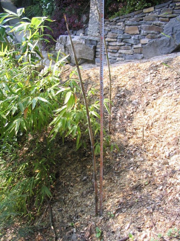 http://bambusy.info/img/uploaded/Phyllostachys-pubescens-Szomolanyi-2008.jpg