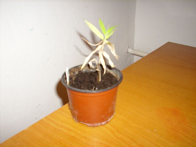 http://bambusy.info/img/uploaded/Phyllostachys-pubescens-semenac-jarome-01.jpg