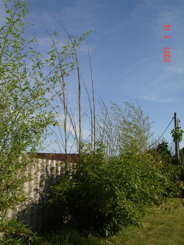 http://bambusy.info/img/uploaded/Phyllostachys-virella-cervenec-2007-01.jpg