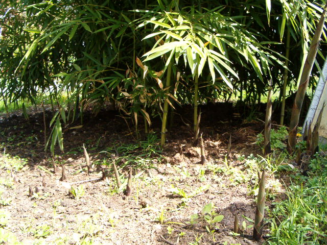 http://bambusy.info/img/uploaded/Phyllostachys-viridis-Betyar-02.JPG