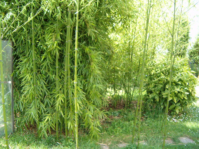 http://bambusy.info/img/uploaded/Phyllostachys-viridis-Betyar-05.jpg