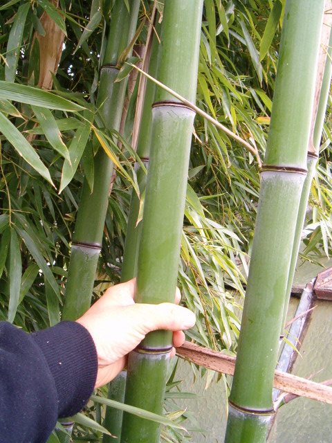 http://bambusy.info/img/uploaded/Phyllostachys-viridis-betyar-kveten2008-01.JPG