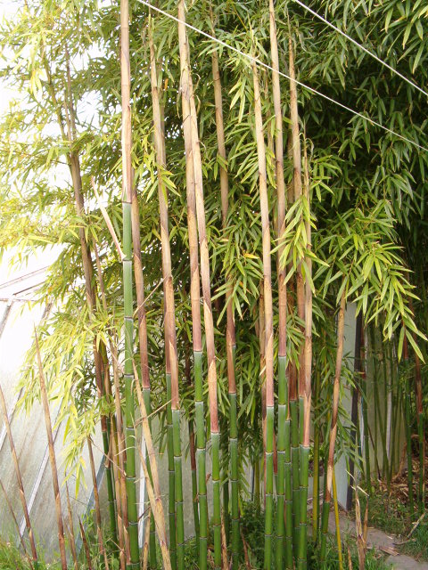 http://bambusy.info/img/uploaded/Phyllostachys-viridis-betyar-kveten2008-02.JPG