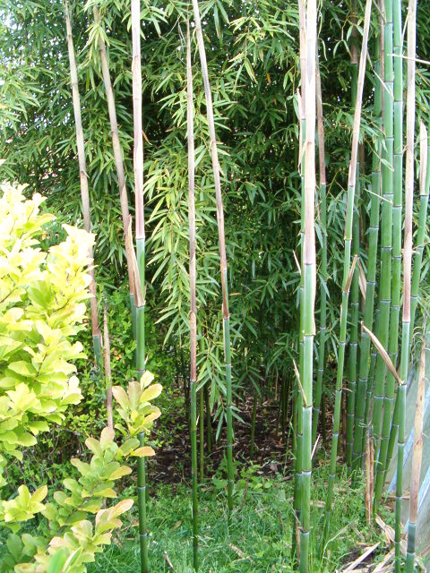 http://bambusy.info/img/uploaded/Phyllostachys-viridis-betyar-kveten2008-03.JPG