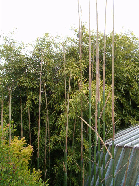 http://bambusy.info/img/uploaded/Phyllostachys-viridis-betyar-kveten2008-04.JPG