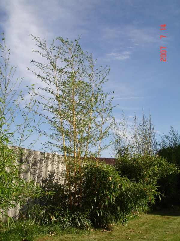 http://bambusy.info/img/uploaded/Phyllostachys-vivax-Aureocaulis-cervenec-2007-01.jpg