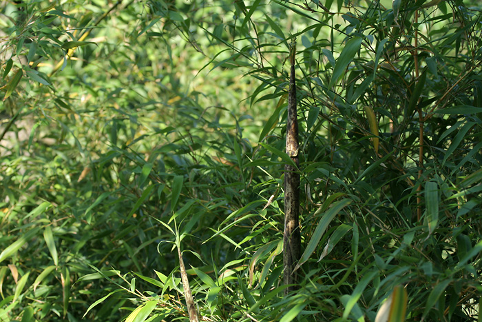 http://bambusy.info/img/uploaded/Phyllostachys-vivax-aureocaulis-cerven-12.jpg