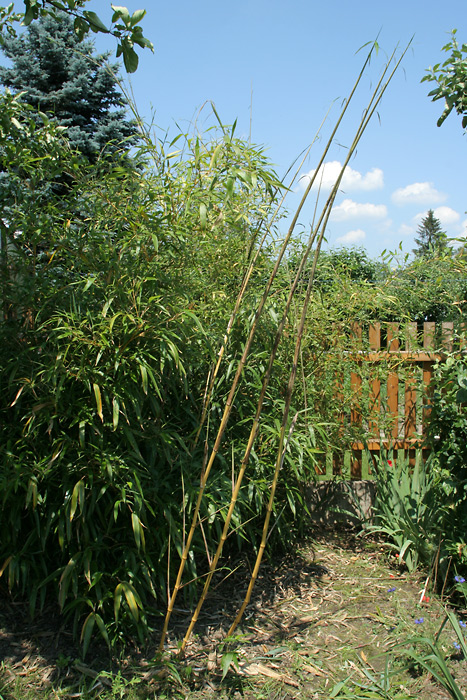 http://bambusy.info/img/uploaded/Phyllostachys-vivax-aureocaulis-cerven-14.jpg