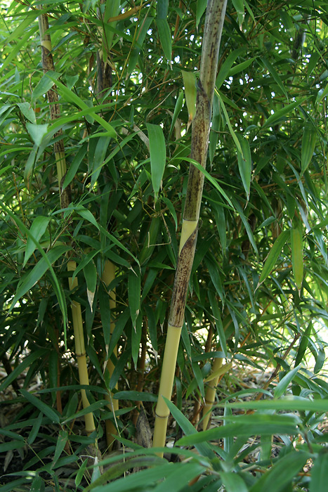 http://bambusy.info/img/uploaded/Phyllostachys-vivax-aureocaulis-cerven-15.jpg