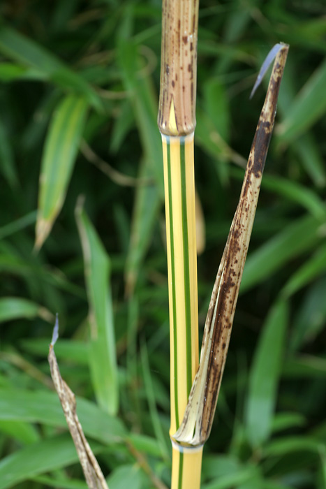 http://bambusy.info/img/uploaded/Phyllostachys-vivax-aureocaulis-cerven-16.jpg