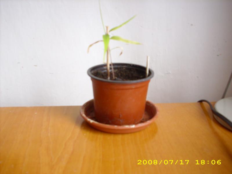 http://bambusy.info/img/uploaded/Phylostachys-pubescens-semenac-jarome.jpg