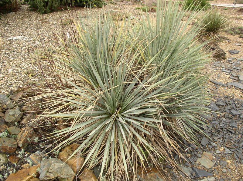 http://bambusy.info/img/uploaded/Yucca-Botanick%C3%A1-zahrada-Tr%C3%B3ja-03.jpg