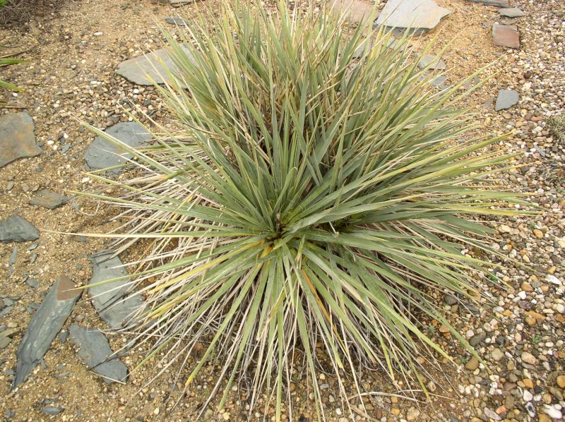 http://bambusy.info/img/uploaded/Yucca-Botanick%C3%A1-zahrada-Tr%C3%B3ja-05.jpg