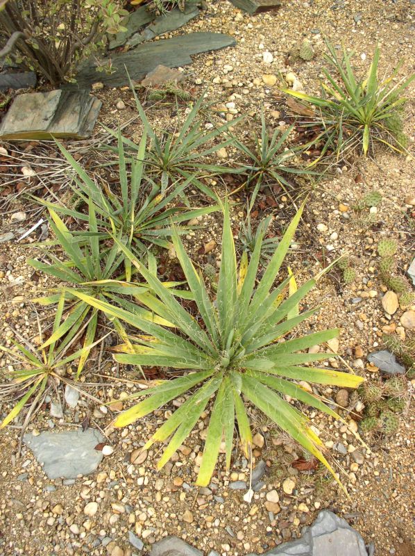 http://bambusy.info/img/uploaded/Yucca-Botanick%C3%A1-zahrada-Tr%C3%B3ja-09.jpg