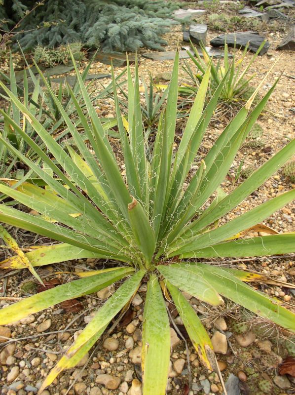http://bambusy.info/img/uploaded/Yucca-Botanick%C3%A1-zahrada-Tr%C3%B3ja-10.jpg