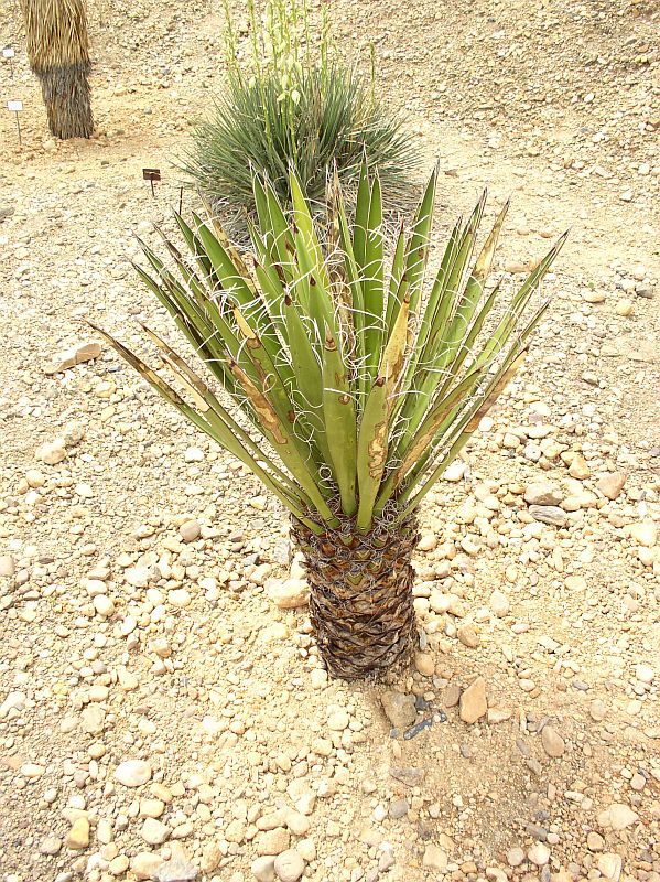http://bambusy.info/img/uploaded/Yucca-carnerosana-Troja-01.jpg