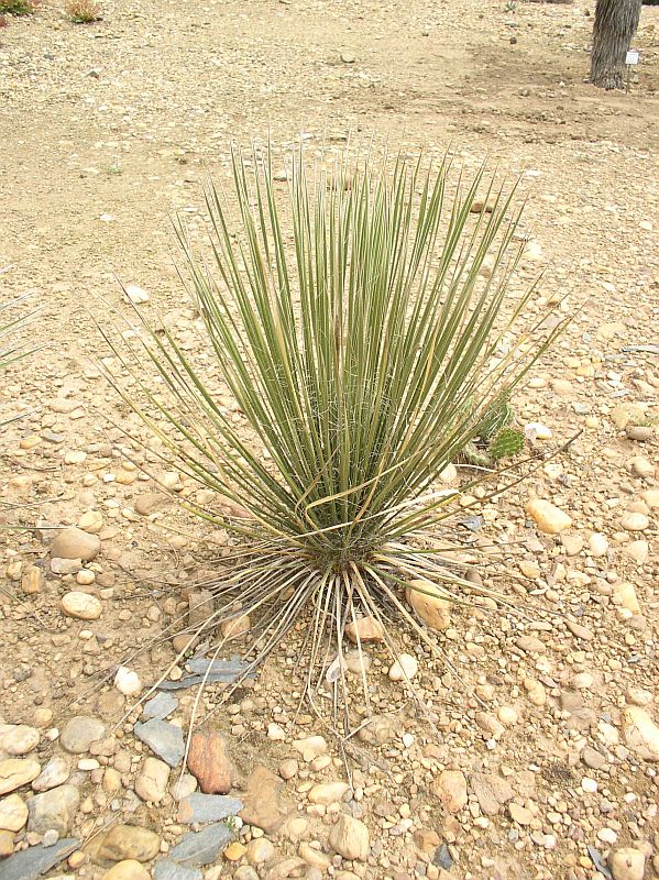 http://bambusy.info/img/uploaded/Yucca-elata-Troja-02.jpg