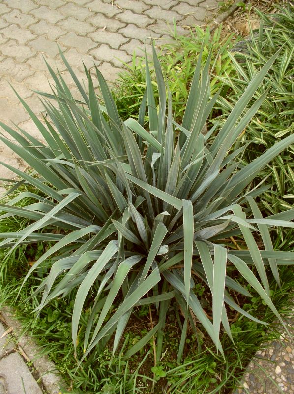 http://bambusy.info/img/uploaded/Yucca-filamentosa-01.jpg