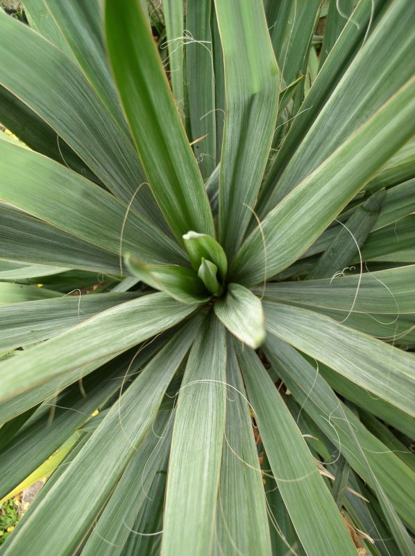 http://bambusy.info/img/uploaded/Yucca-filamentosa-10.jpg