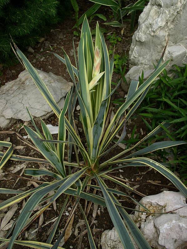 http://bambusy.info/img/uploaded/Yucca-filamentosa-Bright-Edge-v-květu-01.jpg
