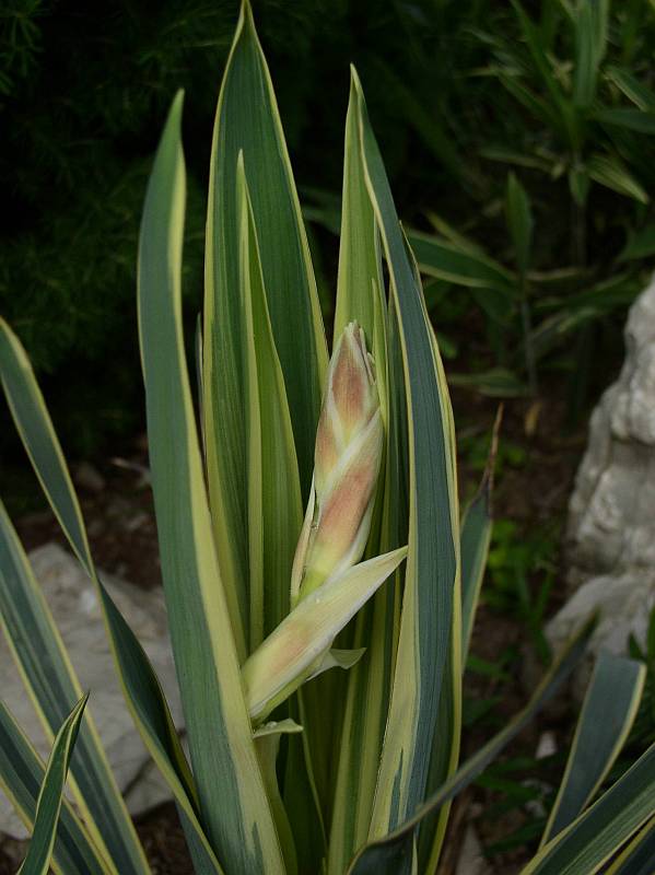 http://bambusy.info/img/uploaded/Yucca-filamentosa-Bright-Edge-v-květu-02.jpg