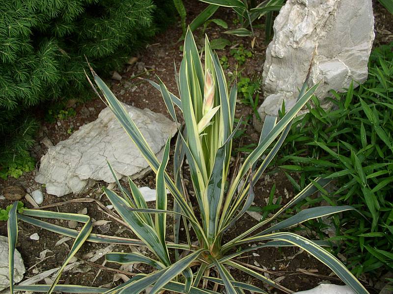 http://bambusy.info/img/uploaded/Yucca-filamentosa-Bright-Edge-v-květu-03.jpg