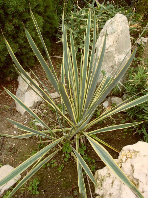 http://bambusy.info/img/uploaded/Yucca-filamentosa-Bright-edge-02.jpg